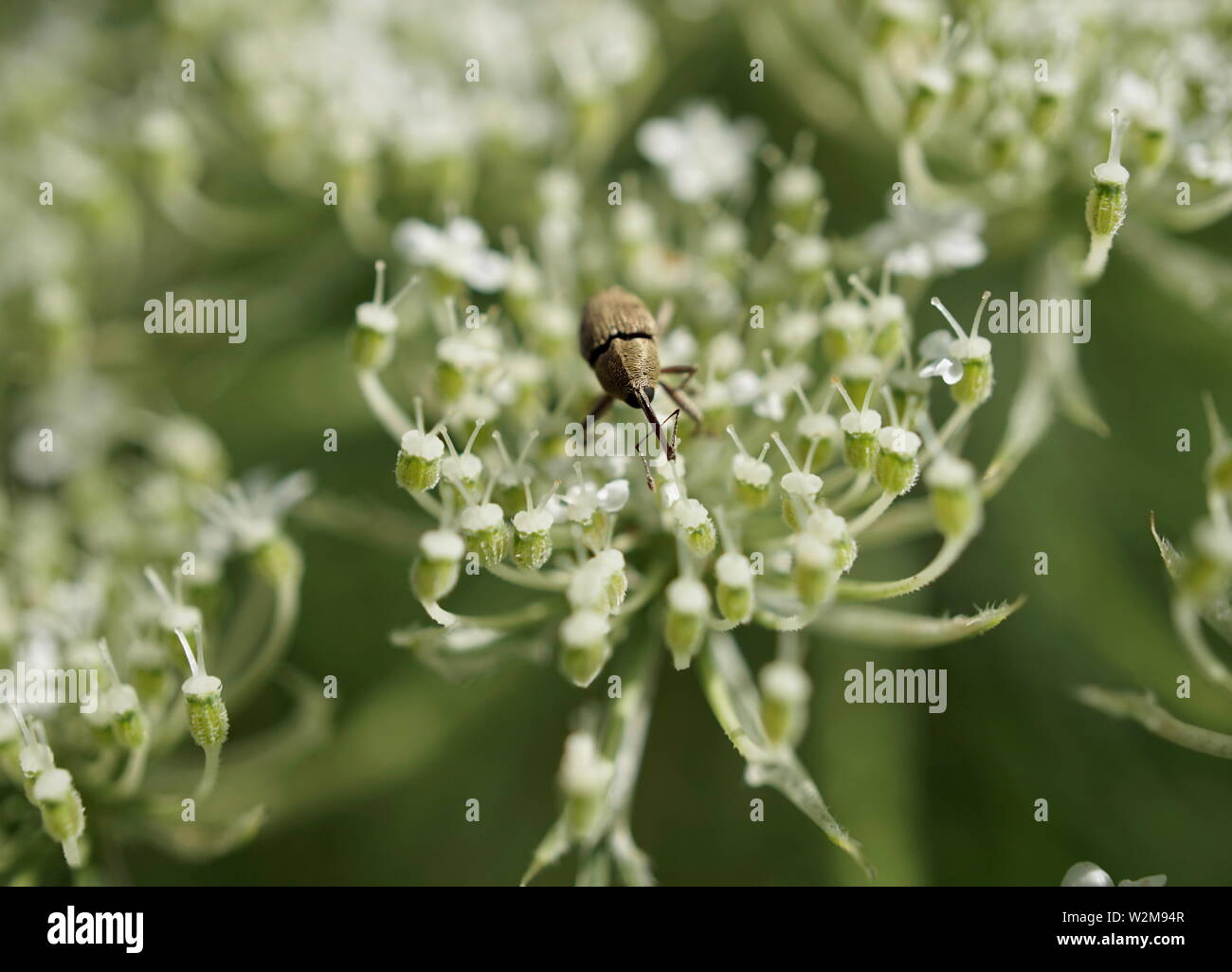 Cerca de símil betulapion bug on Queen Anne's lace Foto de stock