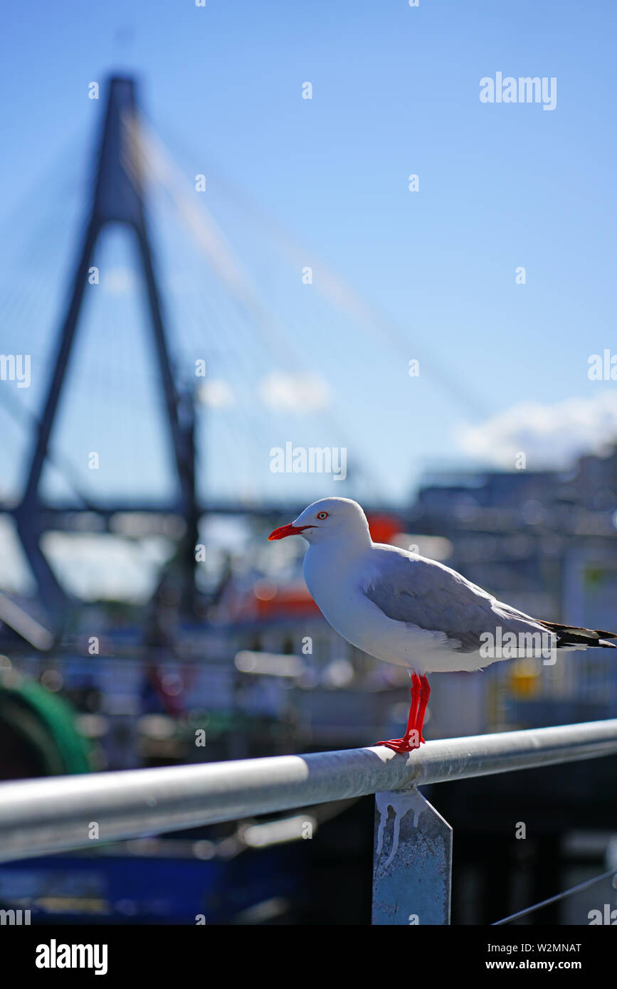 Una gaviota salvaje australiana pájaro con pico y patas rojas en el puerto de Sydney Foto de stock