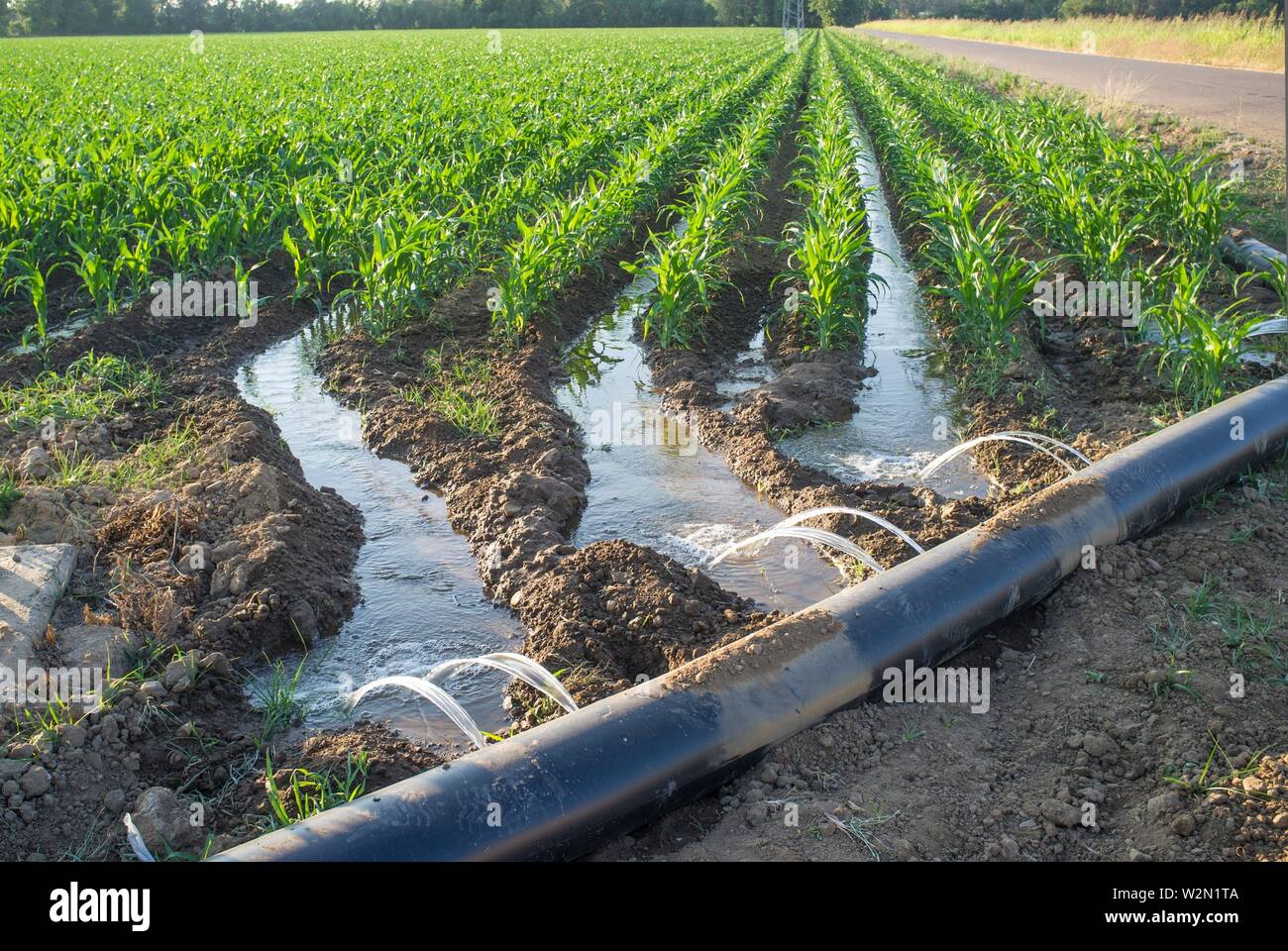 Flexible sistema de tubos de riego para la fila recortadas, niveladas-grade de granjas. Extremadura, España. Foto de stock