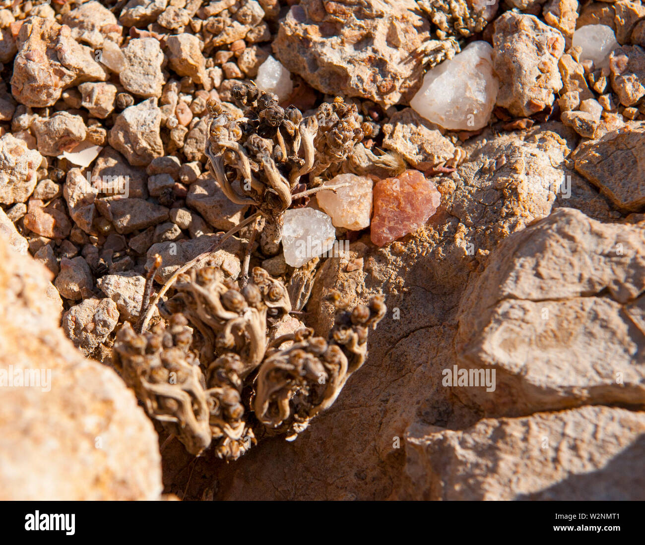 Piedras de cuarzo, la montaña Brandberg, Damaraland, Namibia Foto de stock