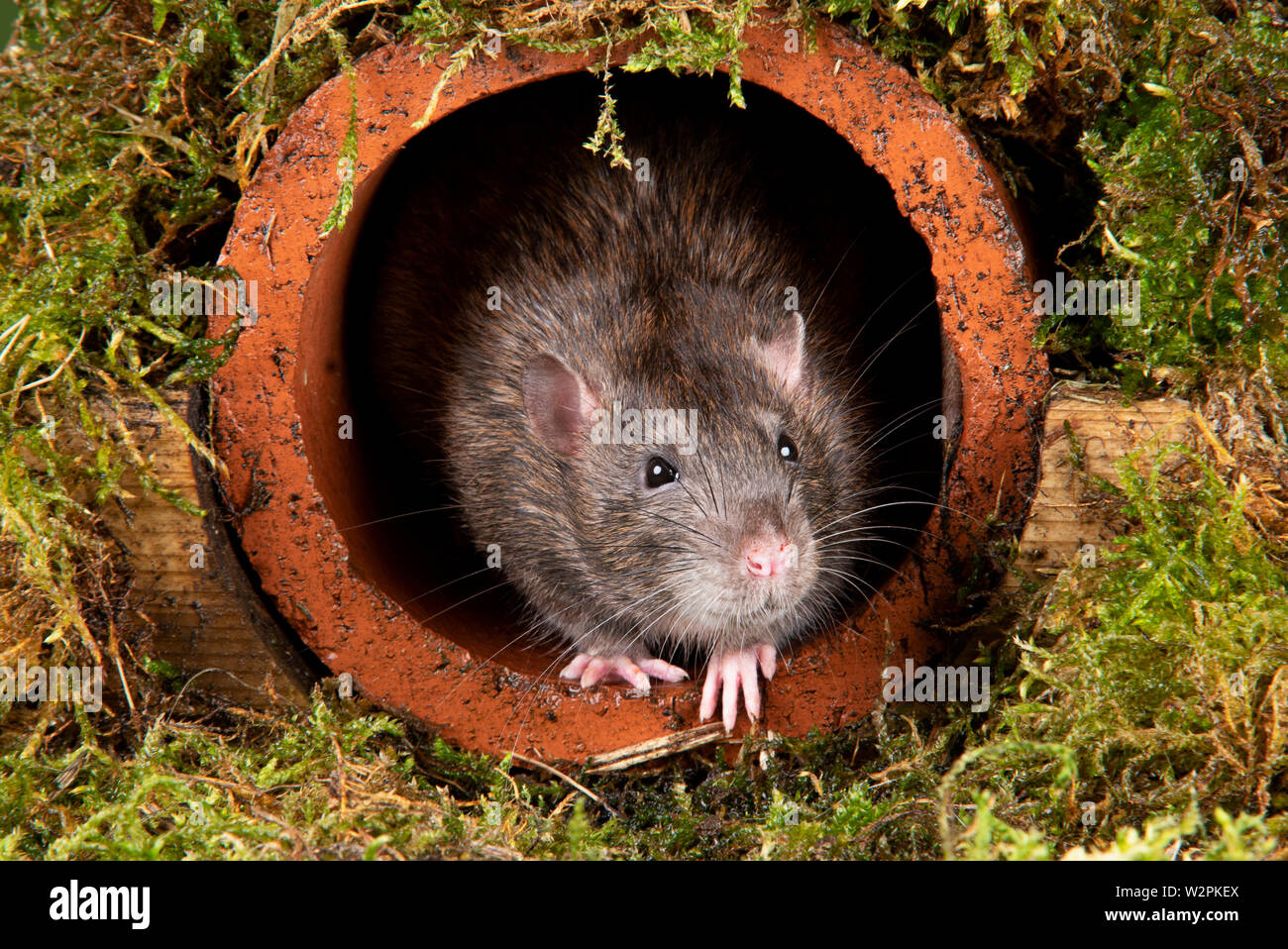 Una rata salvaje en un ajuste de estudio saliendo de un tubo de agua Foto de stock