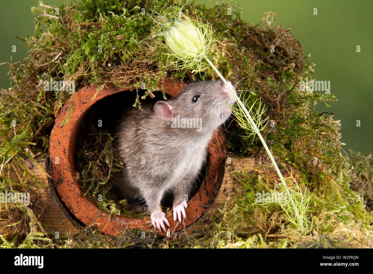 Una rata salvaje en un ajuste de estudio saliendo de un tubo de agua Foto de stock