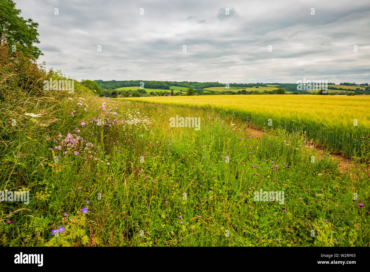 Un margen de conservación junto a un campo de cebada dorada en Cotswolds Foto de stock