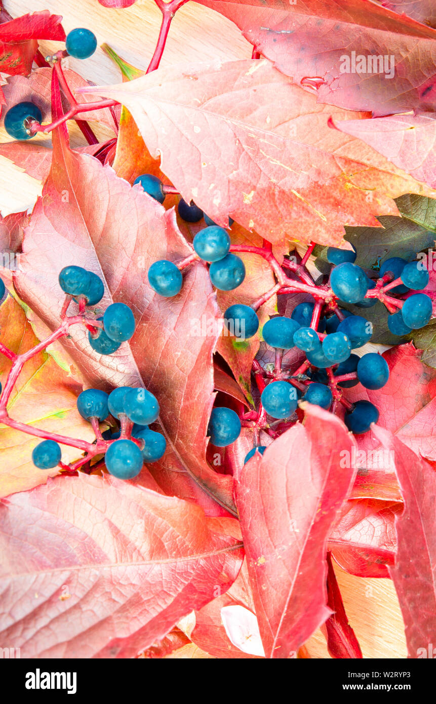 Otoño coloridas hojas y bayas antecedentes Foto de stock