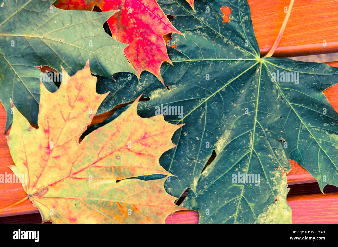 Imagen de fondo coloridas hojas de otoño Foto de stock