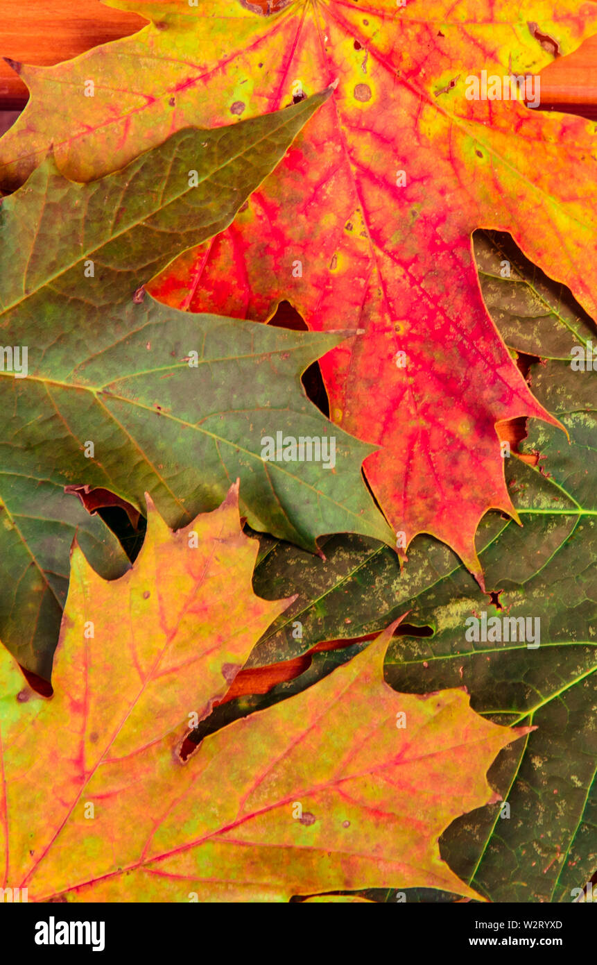 Imagen de fondo coloridas hojas de otoño Foto de stock