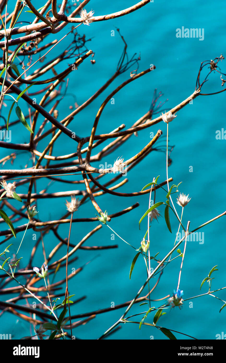 Hermosa seco mediterráneo salvaje costa rocosa woody Bush contra el mar turquesa de agua en la distancia en un día soleado de verano, resumen detalle Foto de stock