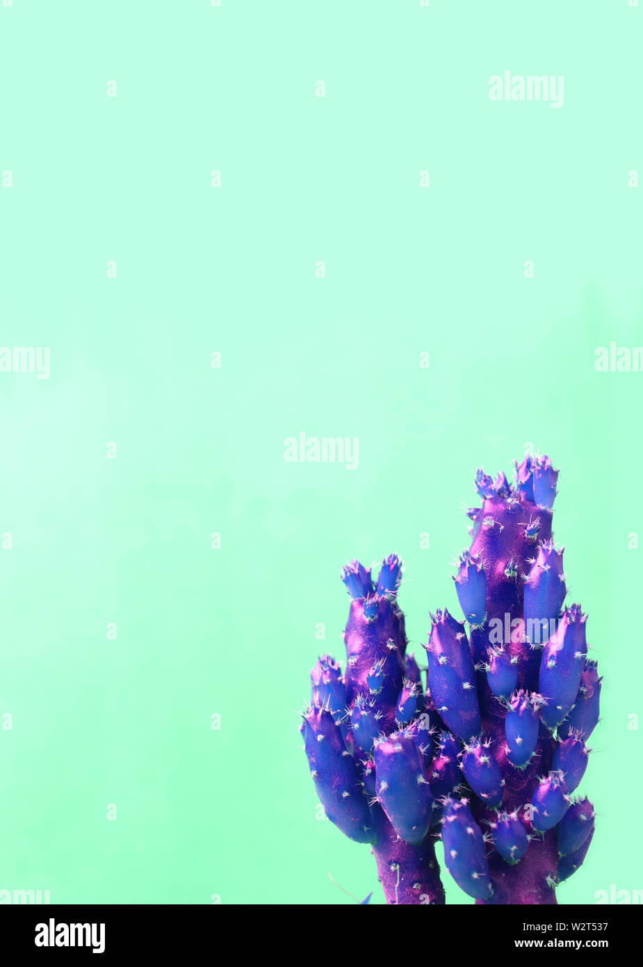 Imagen vertical de mini cactus en un estilo surrealista vibrante color azul  violeta sobre fondo verde menta Fotografía de stock - Alamy