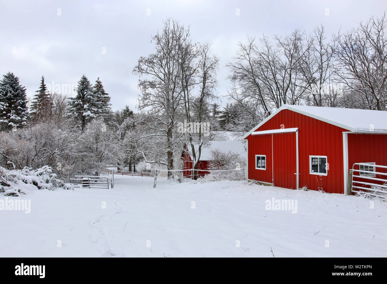 Paisaje rural con graneros rojos, árboles y camino cubierto por la nieve fresca. Pintoresca vista de invierno en Wisconsin, EEUU, Midwest Madison Area. Foto de stock