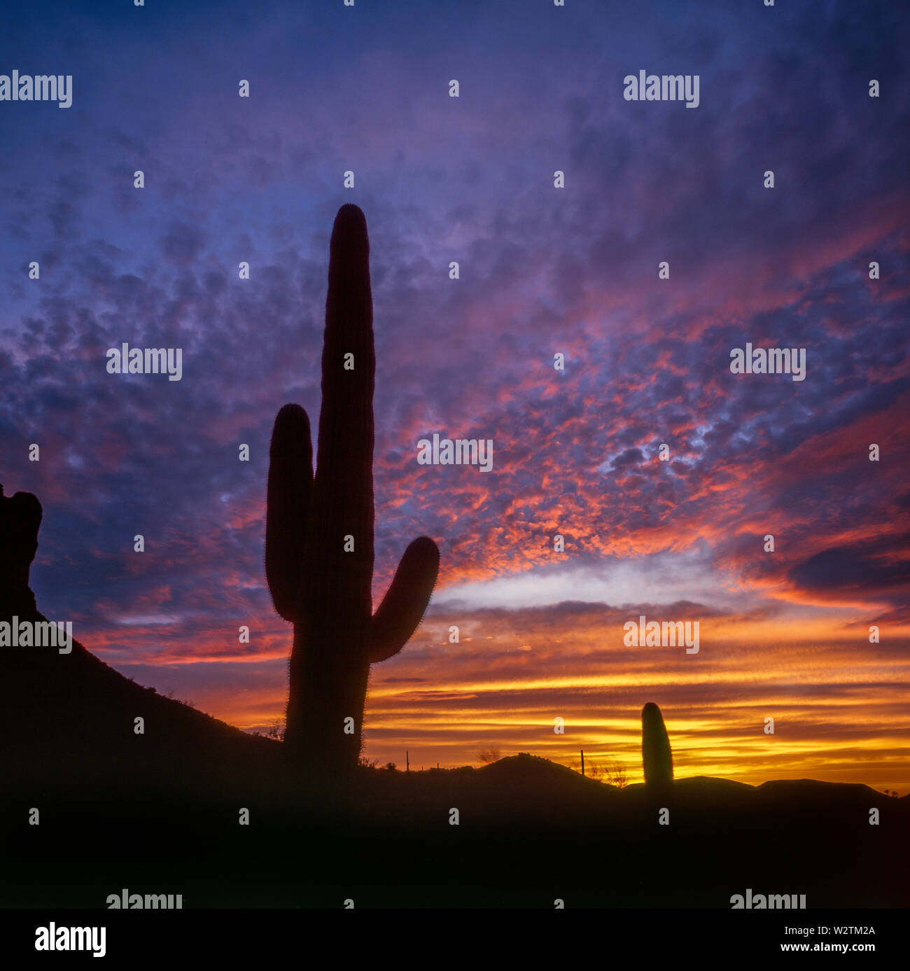 Saguaro, puesta de sol, Monumento Nacional Organ Pipe Cactus, en Arizona Foto de stock