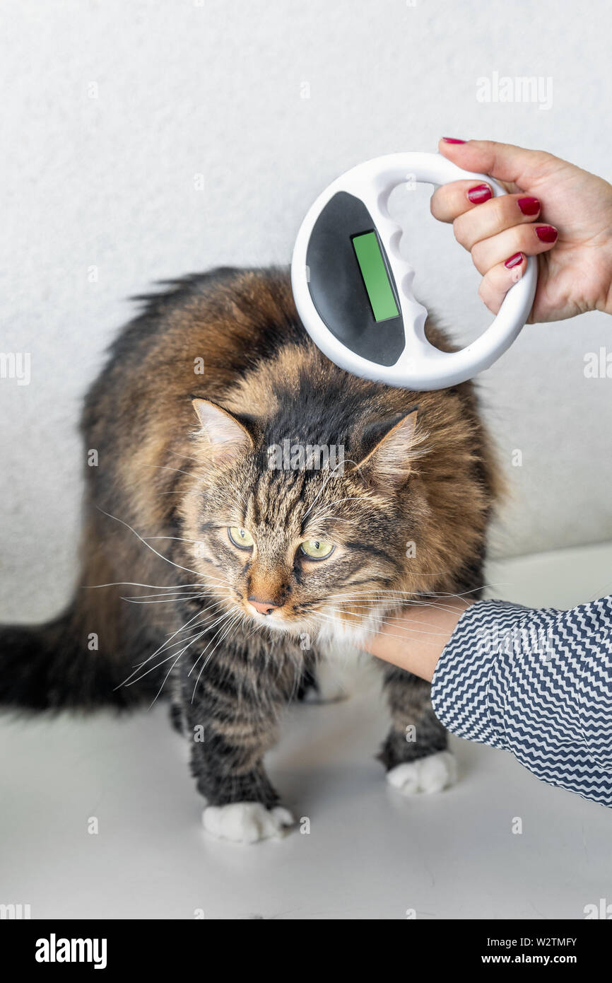 Microchip de gato fotografías e imágenes de alta resolución - Alamy