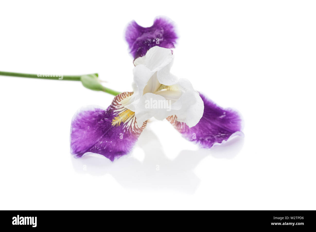Iris púrpura sobre un fondo blanco. Objeto aislado Foto de stock
