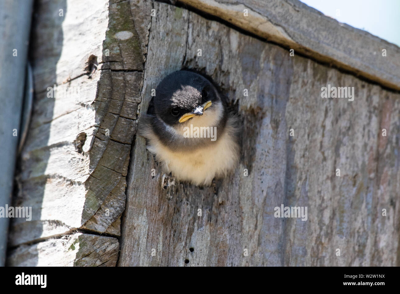 Sparrow tiliting árbol cabeza en una pose curiosa mientras que sobresale por el orificio de la casita para aves. Foto de stock