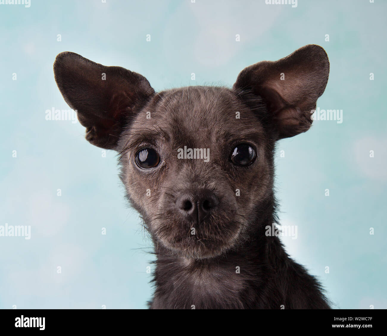 Chihuahua Shih Tzu Mix Studio En Un Retrato En Blanco Y Azul De Fondo Del Corazon Cara Fotografia De Stock Alamy