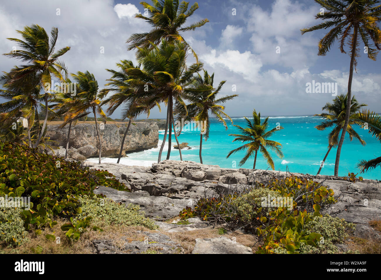 Verano en la isla de Barbados. Vacaciones exóticas. Las palmeras. Agua de color turquesa. Soleado cielo azul. Hermosa playa de arenas blancas. Foto de stock