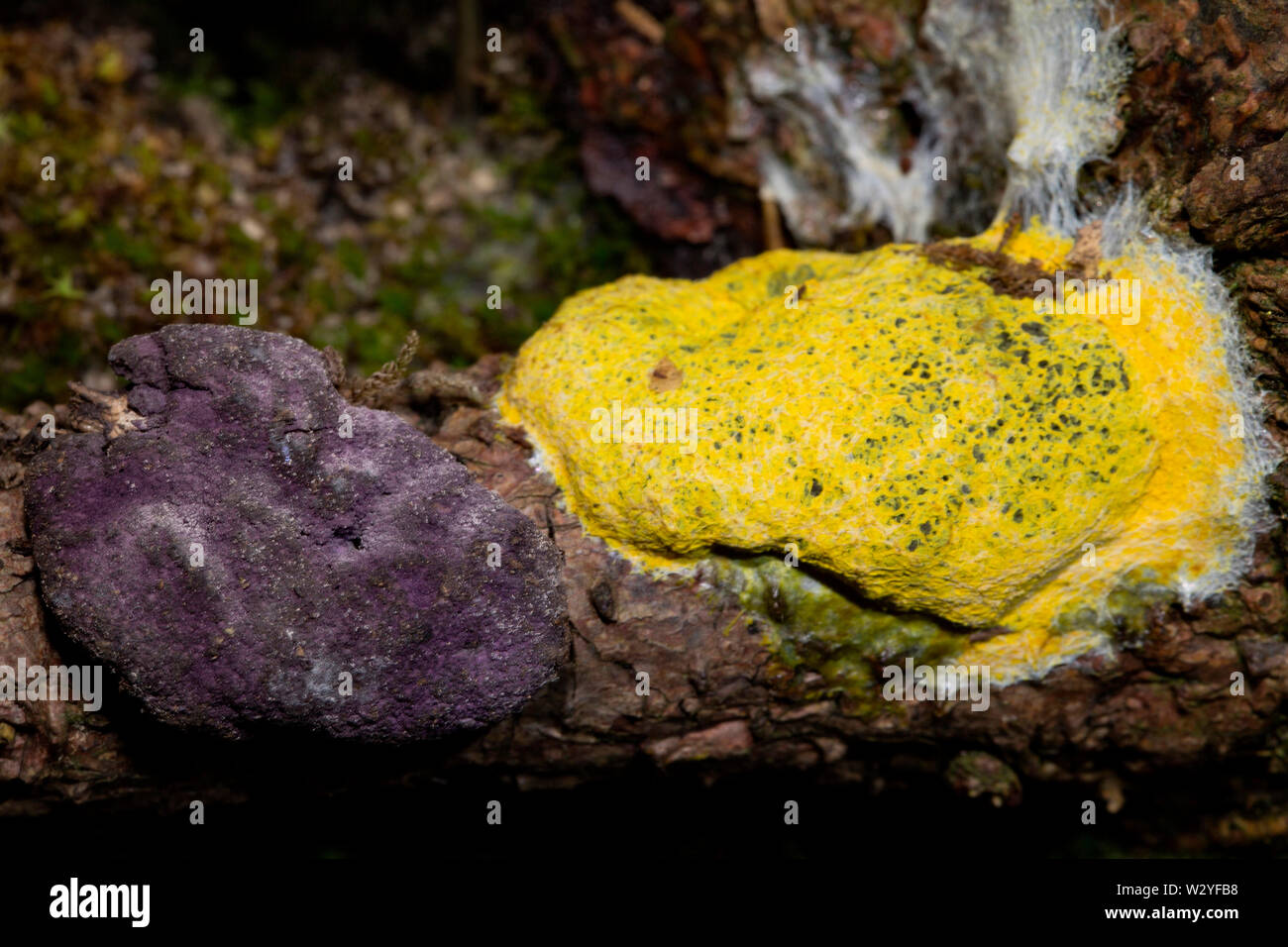 Hongos, perro vomita slime mold, (Nectriopsis violacea), (Fuligo septica) Foto de stock