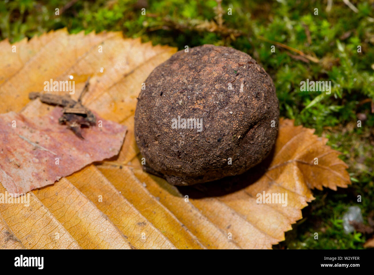 Falso, el hongo de la trufa (Elaphomyces granulatus) Foto de stock