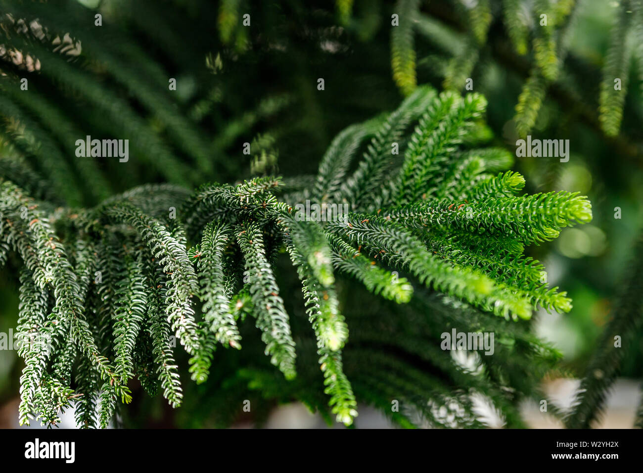 Araucaria heterophylla, a veces es llamado la estrella de pino, el pino de Norfolk, triangular o árbol de la vida árbol de Navidad. Pino Araucaria para i Foto de stock