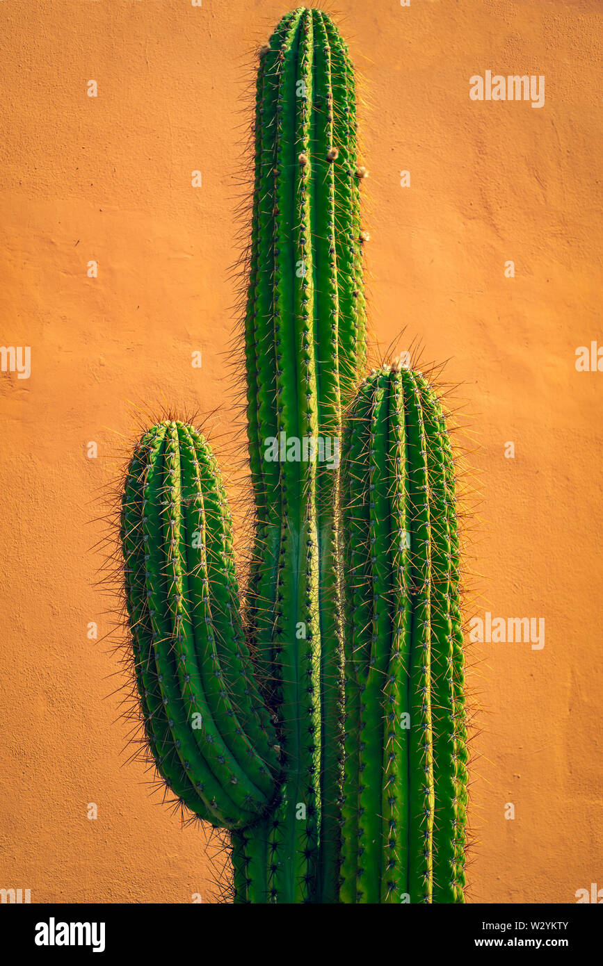 Imagen de fondo de un cactus alto delante de una pared de color terracota Foto de stock