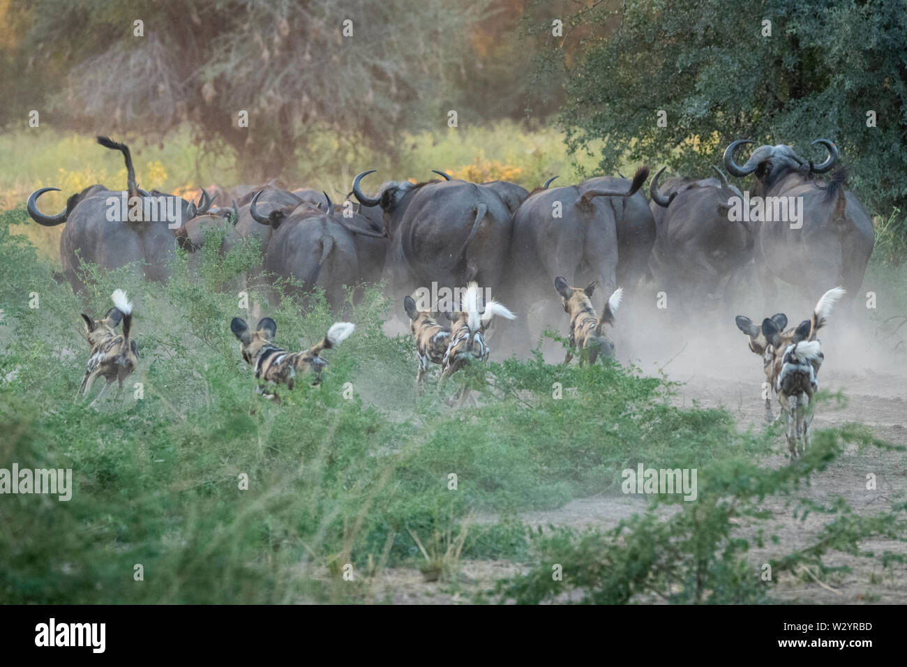 África, Zambia South Luangwa National Park. Pack de Lobos pintados Africanos, aka pintados o perros salvajes africanos, perro de caza de búfalo del Cabo. Foto de stock