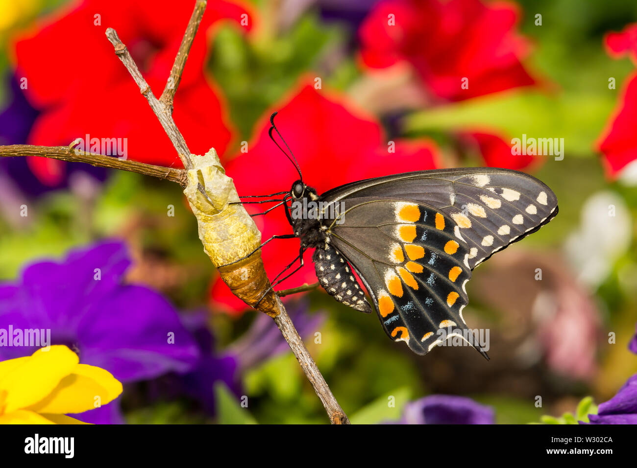 Este Especie Papilio polyxenes (mariposas) Foto de stock