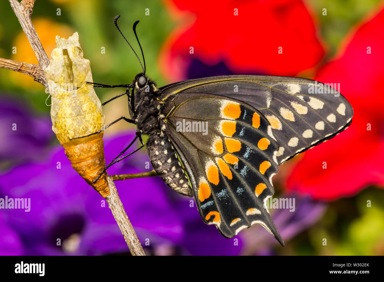 Este Especie Papilio polyxenes (mariposas) Foto de stock