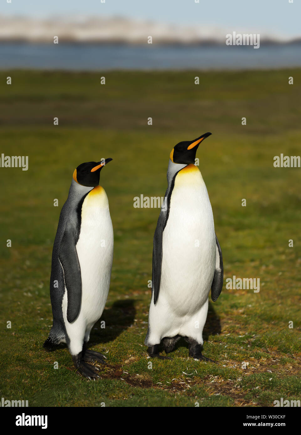 Cerca de pingüinos rey (Aptenodytes patagonicus) en las Islas Malvinas. Foto de stock