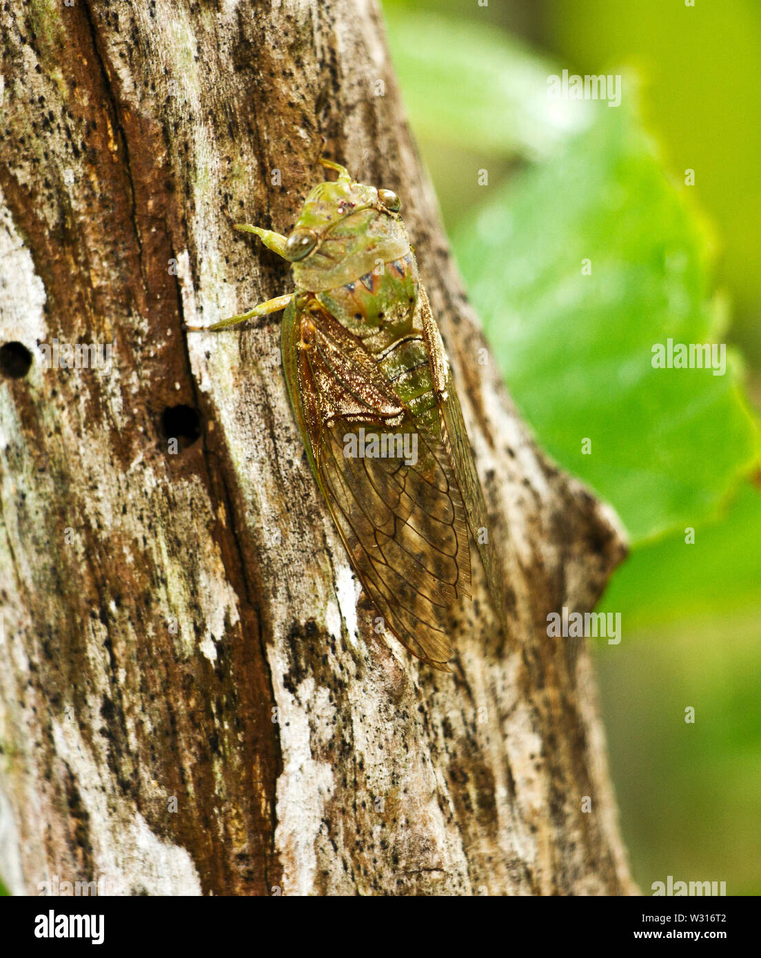 Común a los bosques fluviales tropicales de África Oriental y Meridional, los machos de la Giant Forest Cicada emiten una estridente llamamiento continuo Foto de stock