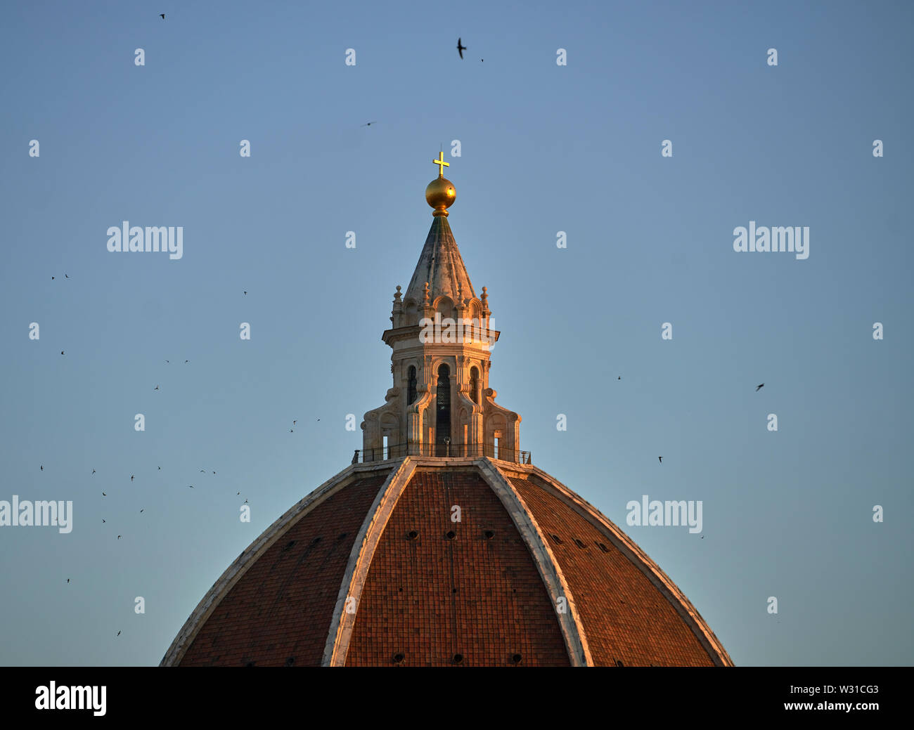 La cúpula de la Catedral de Florencia (Cattedrale di Santa Maria del Fiore) al amanecer con un gran número de vencejos (Apus apps) volando alrededor. Foto de stock