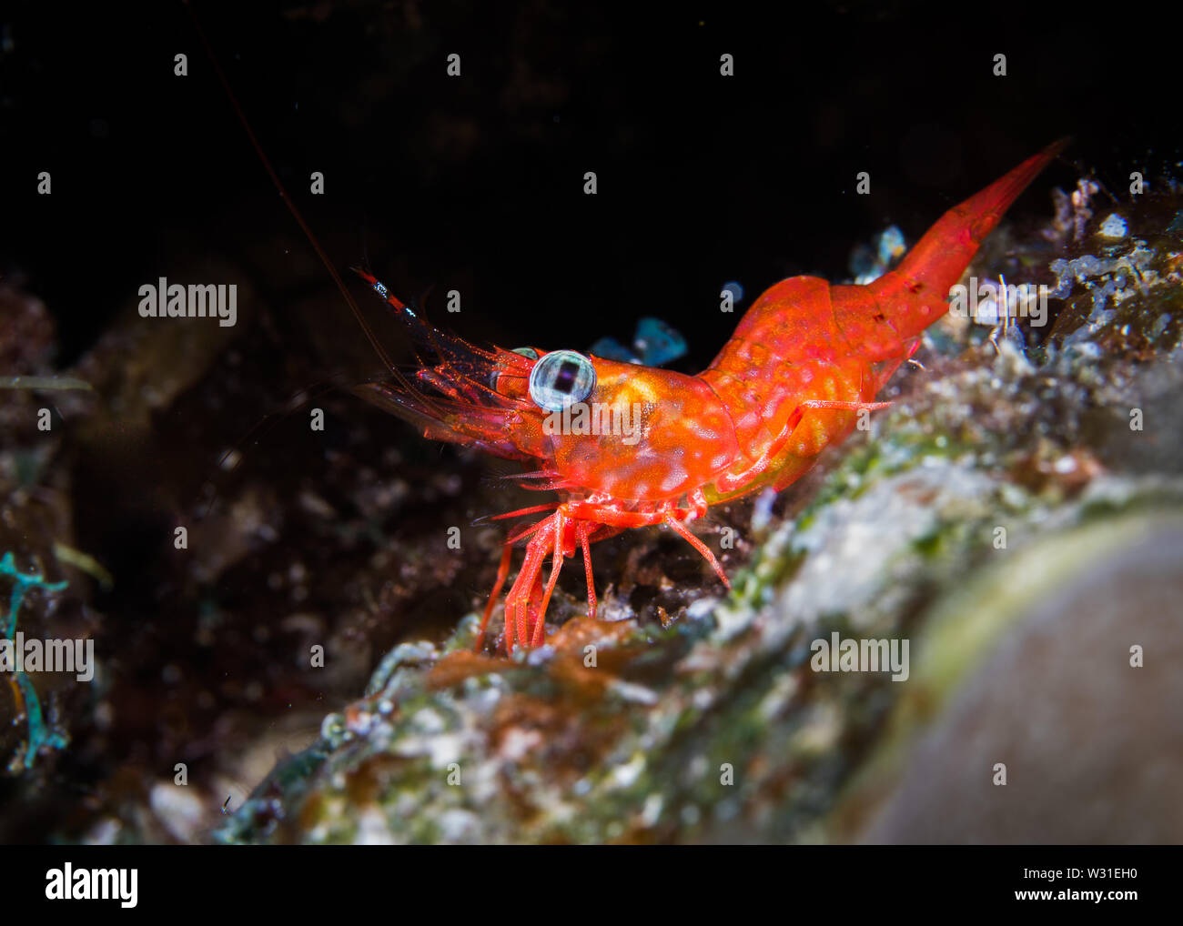 Ojos verdes bailando camarones (Cinetorhynchus reticulatus) cerca de los camarones de color naranja / rojo sentado en el arrecife. Foto de stock