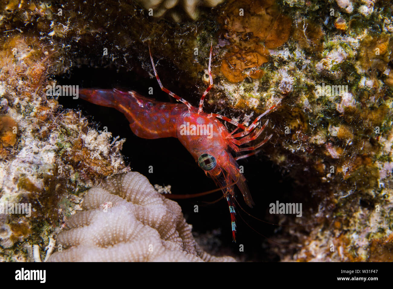 Ojos verdes bailando camarones (Cinetorhynchus reticulatus) cerca de los camarones de color naranja / rojo sentado en el arrecife. Foto de stock