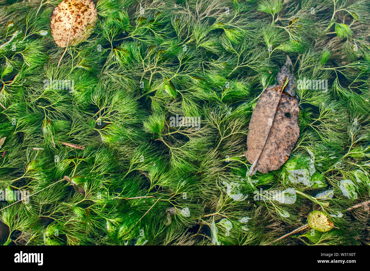 Las algas de agua dulce planta sumergida florece en el pequeño río closeup  como fondo natural Fotografía de stock - Alamy