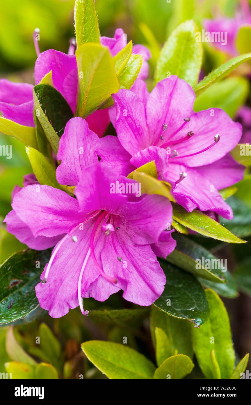 Rhododendron Azalea Geisha Lila vista cercana de la luz flores púrpura en  planta baja en pleno florecimiento y compat perenne florecimiento de  primavera, de Mayo a Junio Fotografía de stock - Alamy