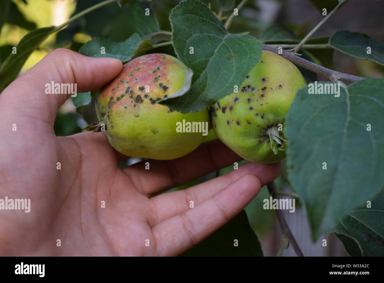 Un agricultor examinando las manzanas que son atacados por apple moteado. Apple costra es una enfermedad grave y de manzanas. Foto de stock