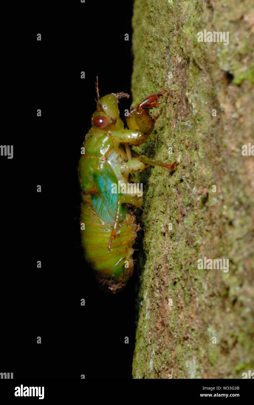 Green chicharra (Cicadoidea sp.) que emergen de las larvas de caso n Parque Nacional Kibale, en Uganda. En la primera secuencia de siete. Foto de stock