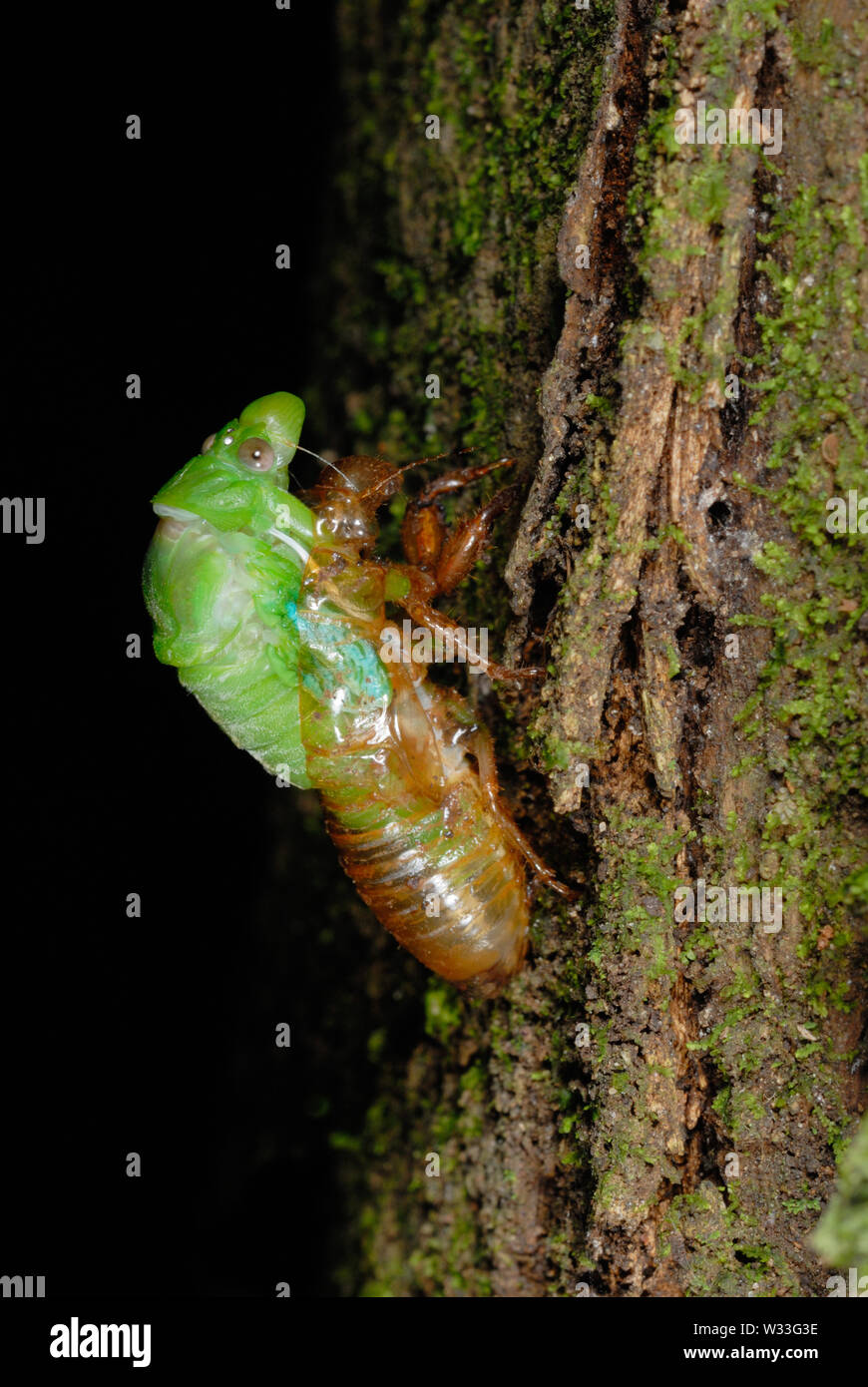 Green chicharra (Cicadoidea sp.) que emergen de las larvas de caso n Parque Nacional Kibale, en Uganda. Segundo en una secuencia de siete. Foto de stock