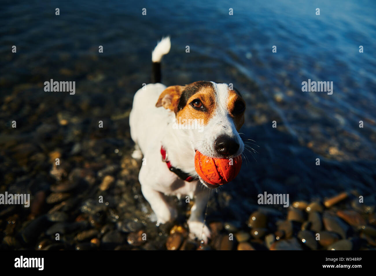 Perro nadando en el mar sosteniendo la bola en la boca Foto de stock