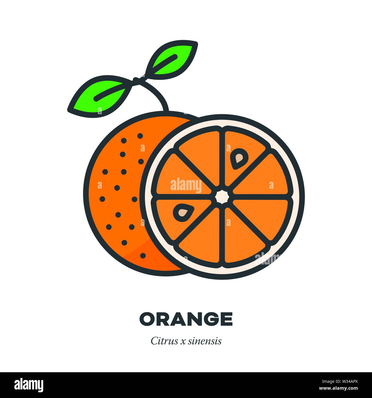 Icono De Frutas De Naranja Esquema Con Estilo De Relleno De Color Ilustracion Vectorial Fruta Entera Y La Seccion Transversal Imagen Vector De Stock Alamy