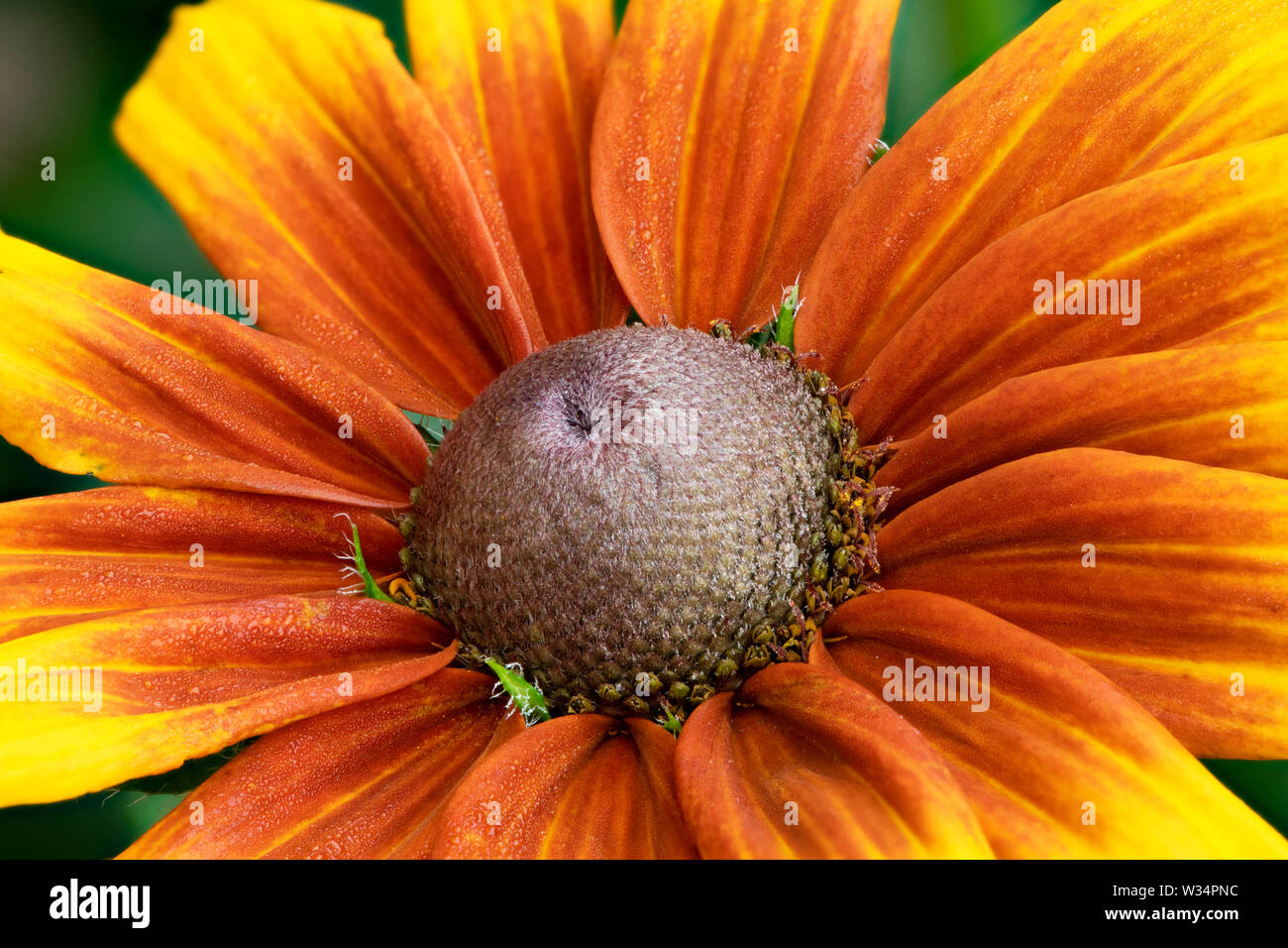 Cierre de un Rudbeckia cabeza floral Foto de stock
