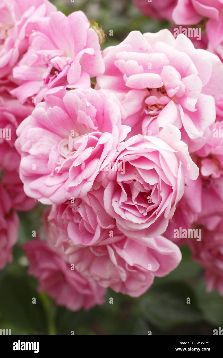 Rosa 'Super Fairy'. Los racimos de flor floriferous 'Super' de hadas Rambling Rose Foto de stock