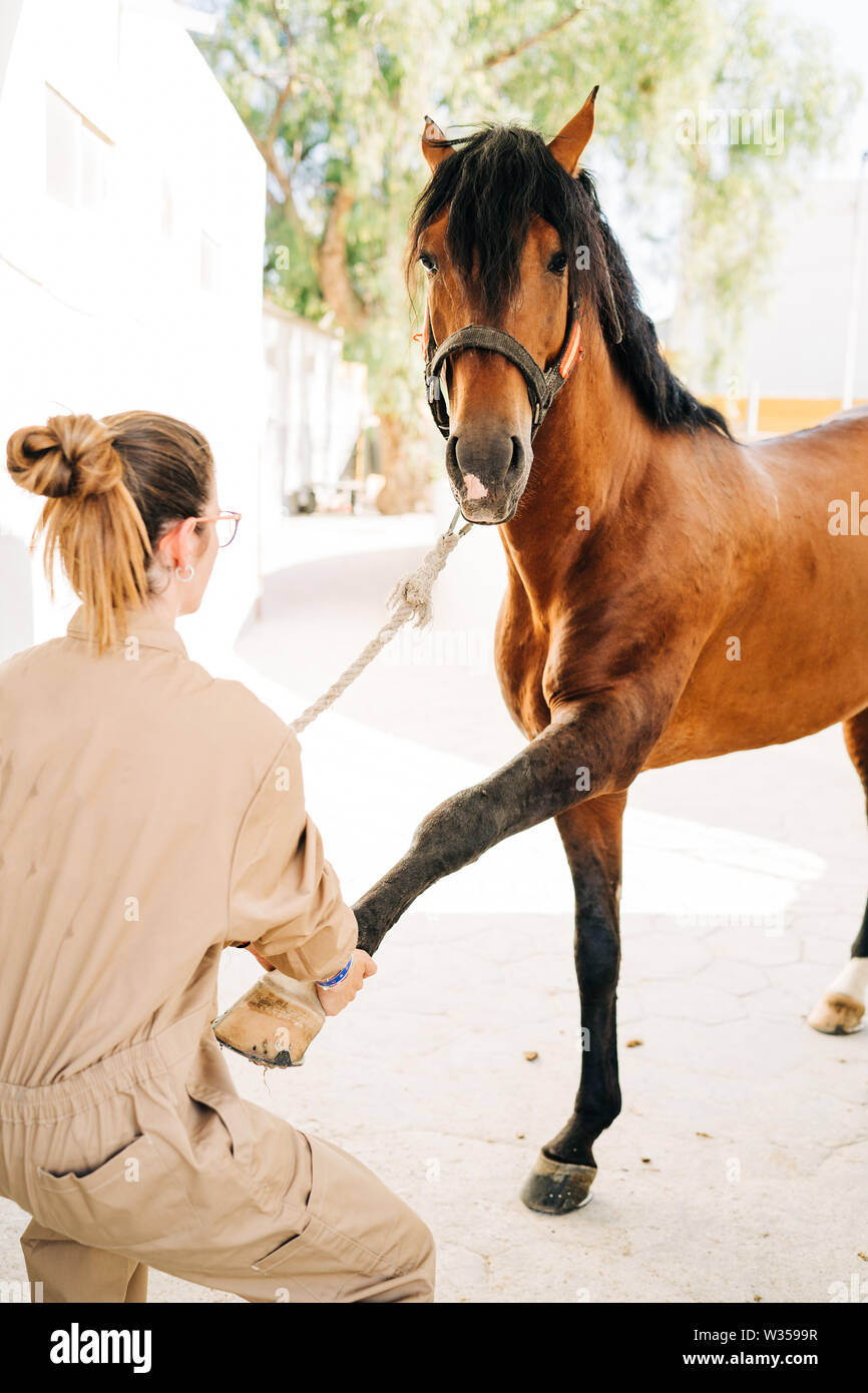 Mujer veterinaria examinar y tratar los tendones de la pata del caballo. Fisioterapia  equina Fotografía de stock - Alamy