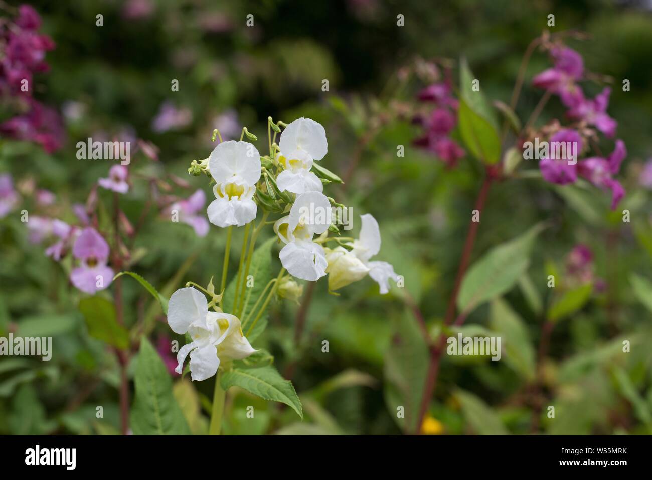 Impatiens glandulifera 'Bálsamo del Himalaya" Flores. Foto de stock