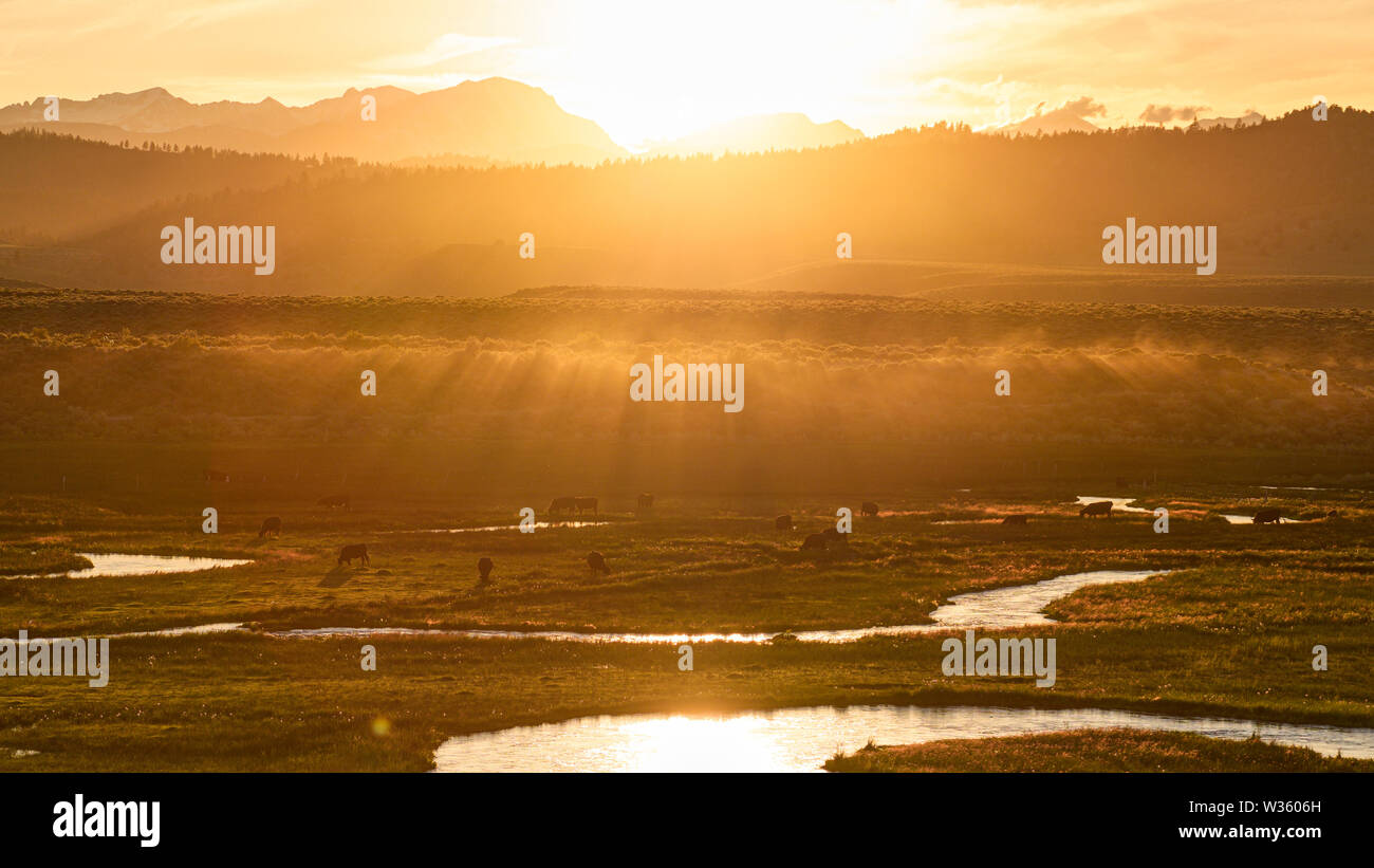 Vigas de polvo y ganado a lo largo de Hot Creek Ranch tierras durante la puesta de sol en el largo valle cerca de Mammoth Lakes. Foto de stock