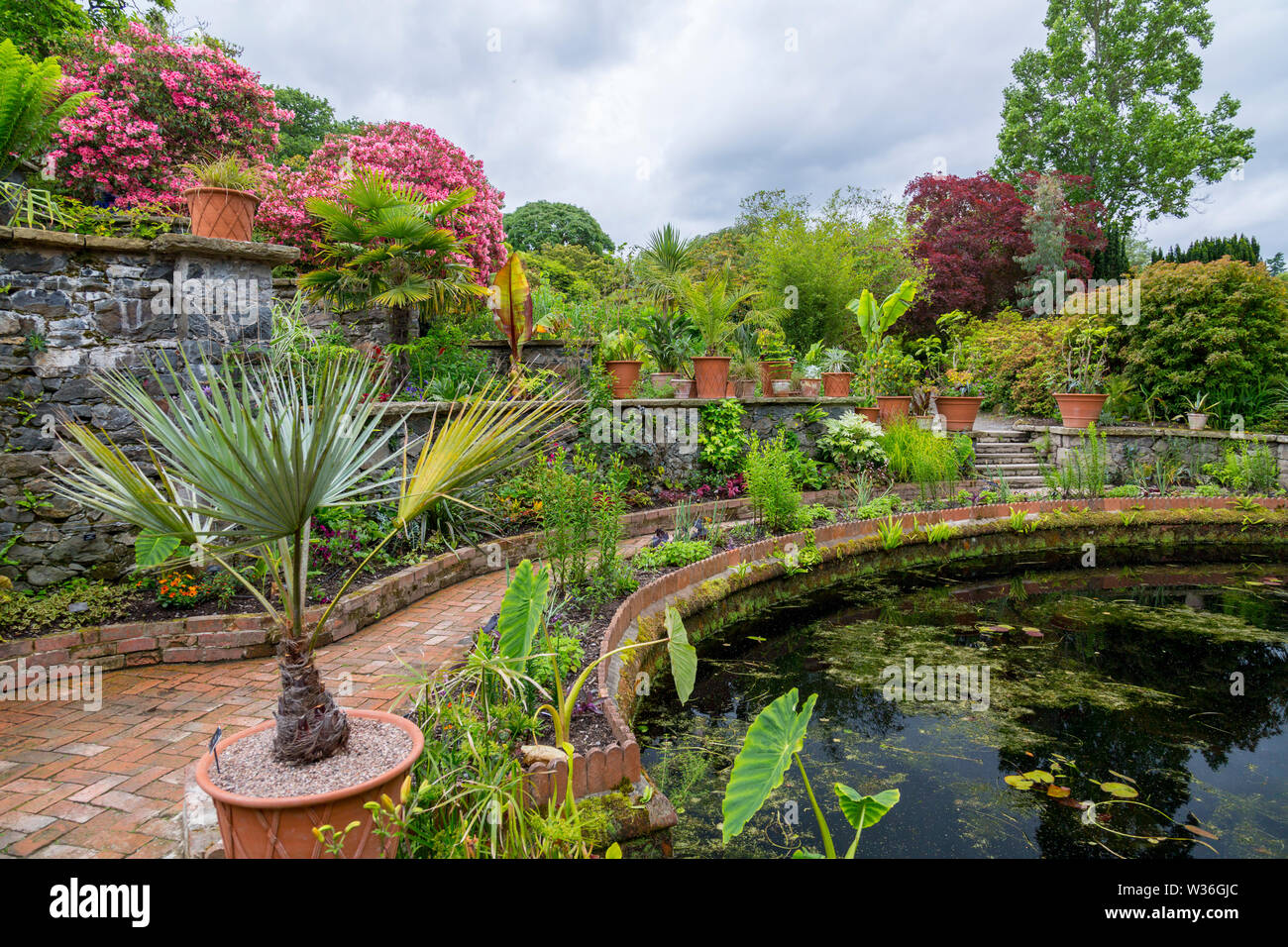 Una mezcla de colores tropicales y sub-tropicales y plantas que rodean el estanque en el baño en Bodnant Gardens, Conwy, Gales, Reino Unido Foto de stock