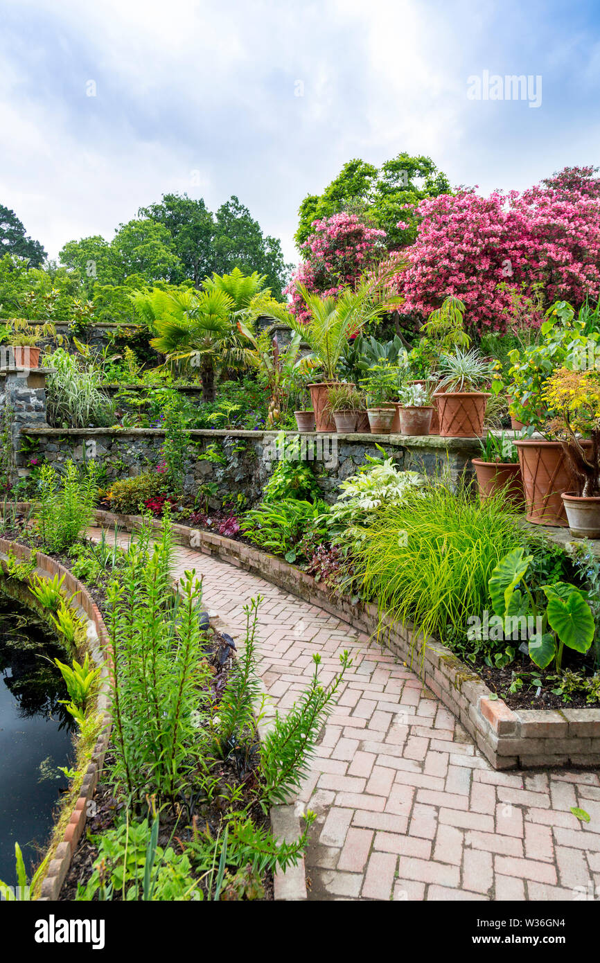 Una mezcla de colores tropicales y sub-tropicales y plantas que rodean el estanque en el baño en Bodnant Gardens, Conwy, Gales, Reino Unido Foto de stock