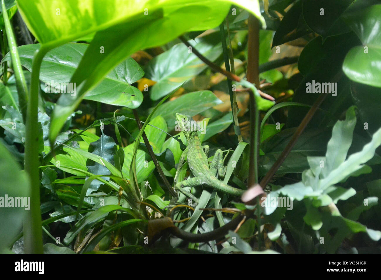 Lizard en un vivero en la galería de Historia Natural El museo de Manchester, Reino Unido. Parte de la Universidad de Manchester Foto de stock