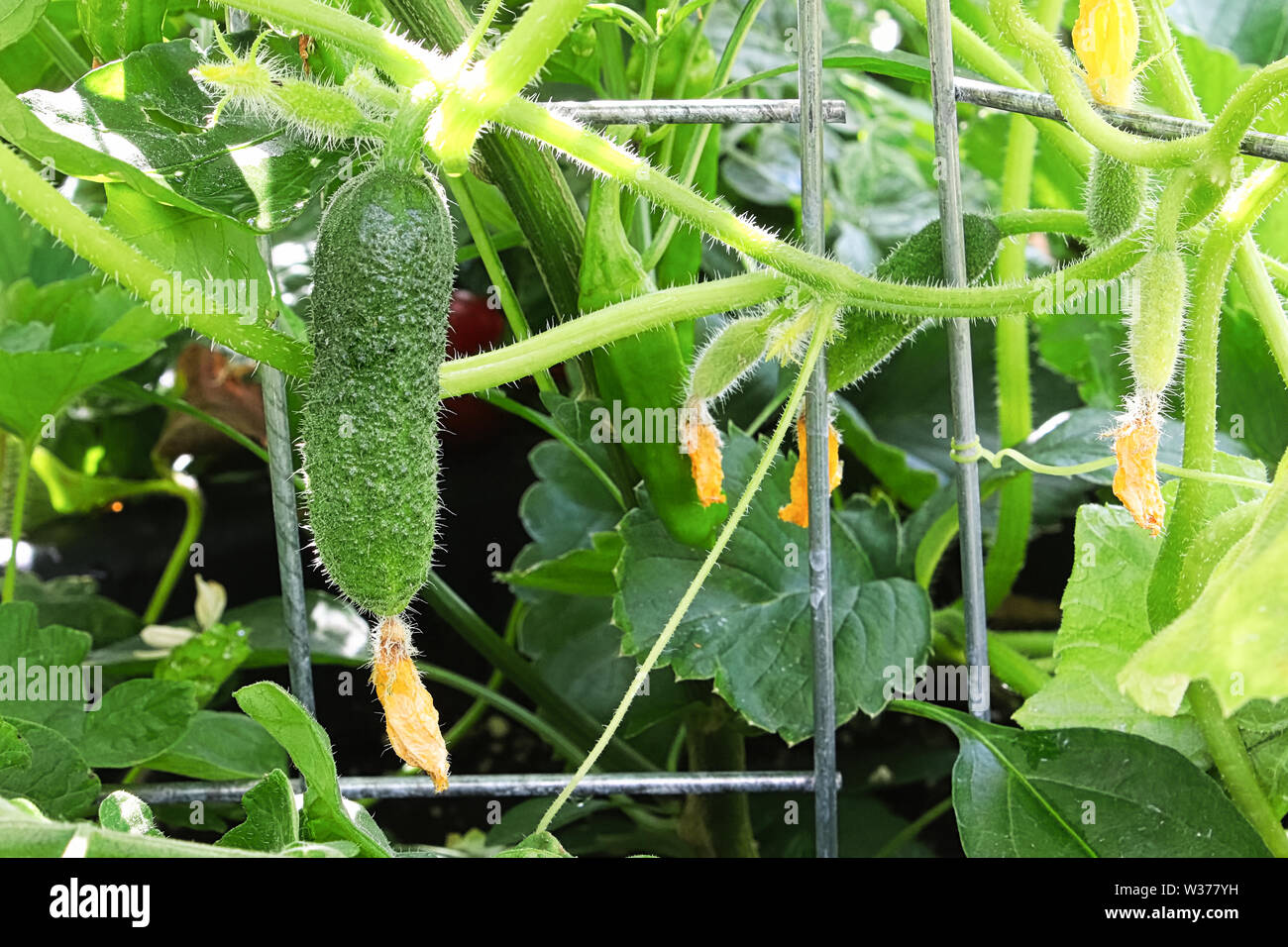 Un pepino colgando en una jaula de seguridad Foto de stock