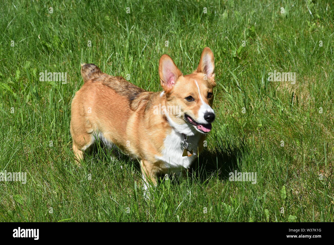 Una red sable Pembroke Welsh Corgi Foto de stock
