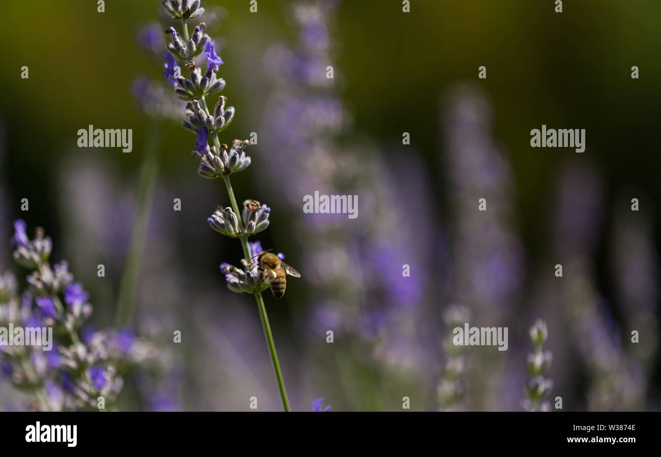 Flor de lavanda y bee, hermosas flores olorosas y miel natural Fotografía  de stock - Alamy