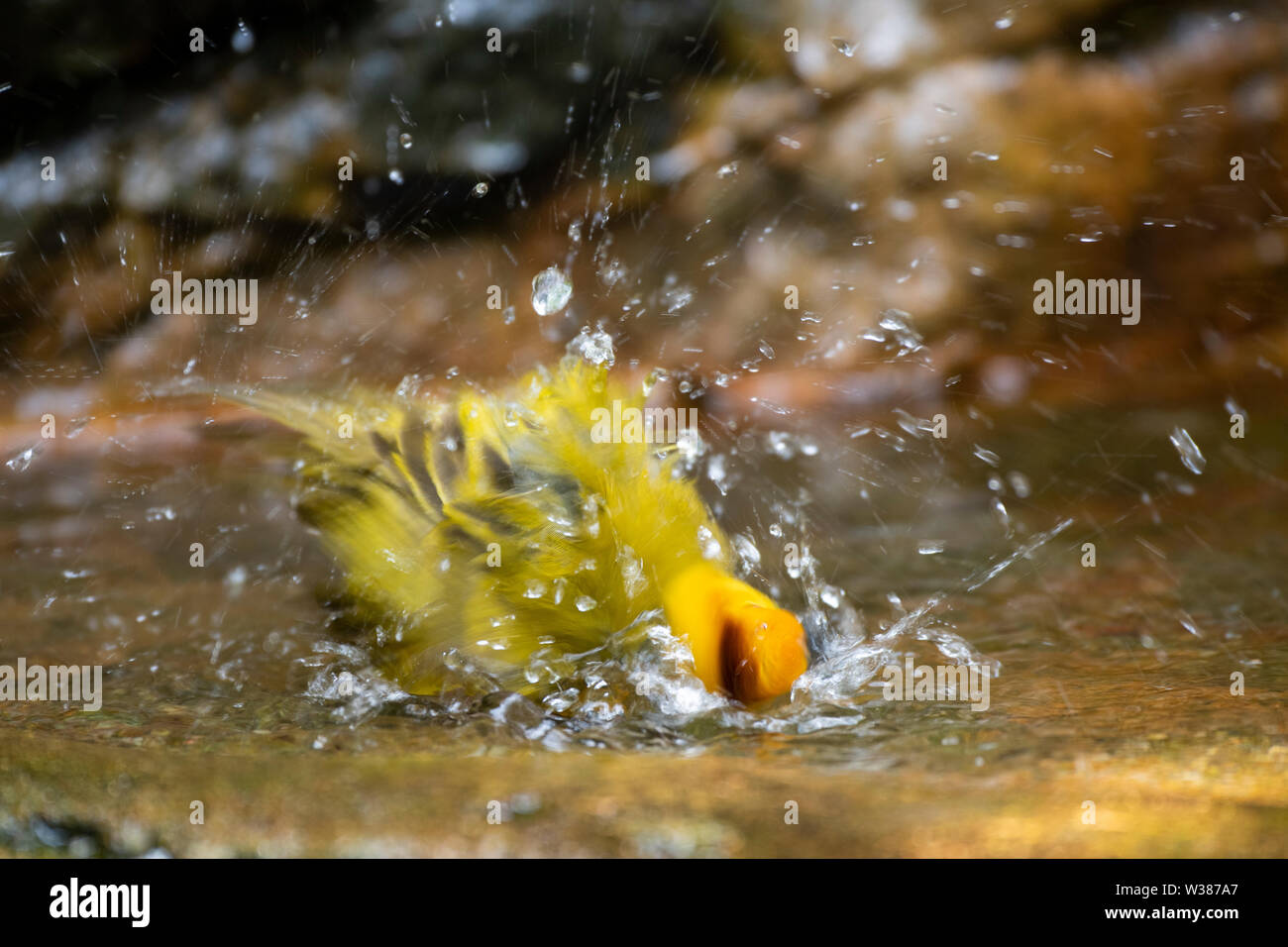 Singapur, Parque Jurong Bird. Taveta Golden Weaver (Ploceus castaneiceps) en la piscina del baño. Nativo de África en Kanya y Tanzania. Foto de stock